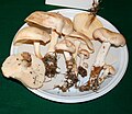 Зібрані гриби на тарілці