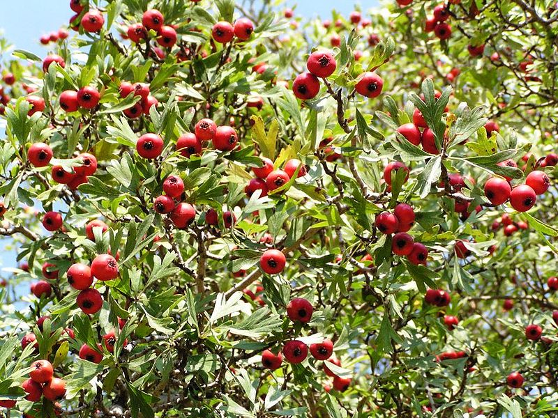 File:Crataegus azarolus Frucht.jpg