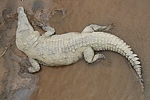 A large American crocodile in the Tarcoles River, Costa Rica; large specimens there can reach over 4.5 meters long and weigh up to over a half ton. Crocodylus acutus 5 CR.jpg