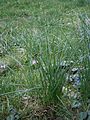 Crocus sativus leaves