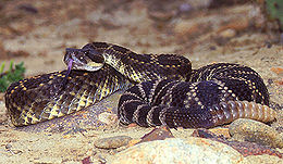 Žalioji barškuolė (Crotalus viridis)