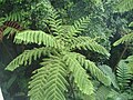 Miniatura para Cyathea arborea