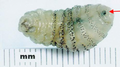 Human botfly (D. hominis) larva, with an arrow pointing out the mouthparts.
