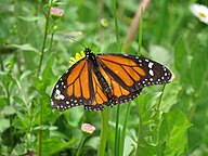 State Butterfly of Mexico