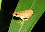 Miniatura para Dendropsophus walfordi