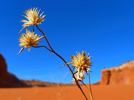 Desert flower Utah.JPG