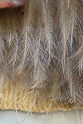 Detail of the bottom edge of a kahu kiwi, showing the distinctive hair-like nature of the kiwi feathers. Detail of bottom border of Maori kahu kiwi.jpg
