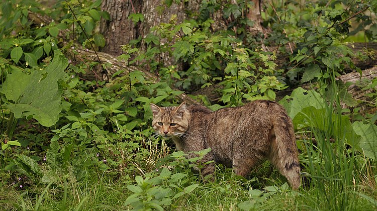 Среднеевропейский лесной кот (Felis silvestris silvestris)