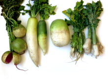 Different kinds of White Radish.png