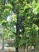 Tree cultivated in Cairns