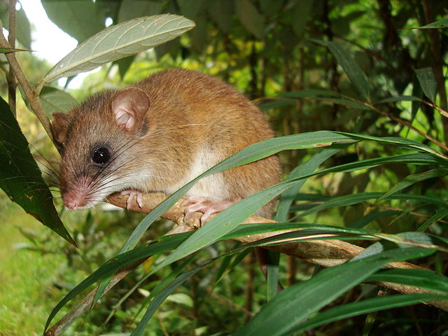 Drymoreomys albimaculatus posé sur une branche.