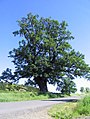 tigfrukta kverko (Quercus robur) dum la vegetperiodo