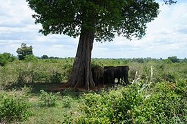 Elephas maximus dans le parc national de Uda Walawe au Sri Lanka