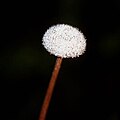 ดอกของ Eriocaulon decangulare