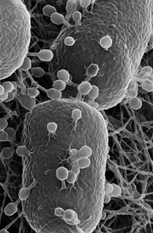 Helium ion microscopy image showing T4 phage infecting E. coli. Some of the attached phage have contracted tails indicating that they have injected their DNA into the host. The bacterial cells are ~ 0.5 mm wide. Escherichia coli with phages.jpg