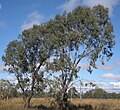 Eucalyptus coolabah