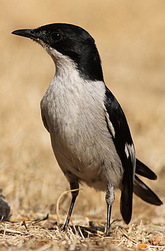 ♂ Melaenornis silens