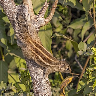 Five-striped palm squirrel (Funambulus pennantii), Keoladeo NP, Bharatpur (created and nominated by Charlesjsharp)