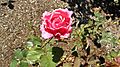 Rosa 'Dean Collins', Lammerts 1953. En el Bush's Pasture Park Rose Garden, Salem.