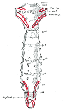 Döş sümüyü (arxa səthi)