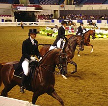 What Is A Hack Class In Horse Shows