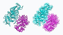 Hexosaminidase A (heterodimer, with van der Waals interactions).jpg