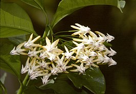 Hoya multiflora