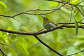 Hume's white-eye