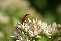 Hylotelephium populifolius 02. 
 JPG