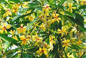 Hymenosporum flavum