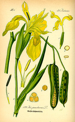  Iris pseudacorus