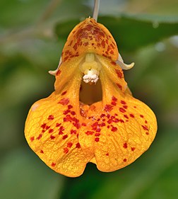 Fleur d'impatiente du Cap (Impatiens capensis). (définition réelle 2 000 × 2 227)