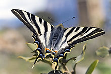 Iphiclides feisthamelii male.jpg