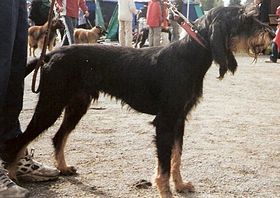 Chien courant italien à poil dur noir et feu.