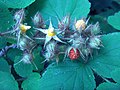 Japanese Wineberry (2996141149).jpg