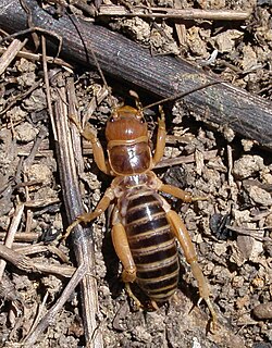 Jerusalem cricket