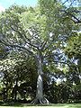 La ceiba, un árbol sagrado de México.