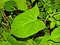 foglia astata di Salvia glutinosa