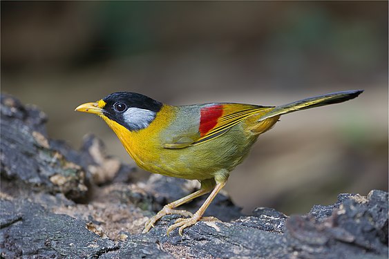 北攬坡府湄旺國家公園一隻雌性銀耳相思鳥