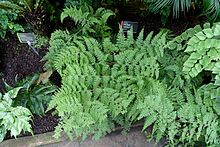 Leucostegia pallida - Wilhelma Zoo - Stuttgart, Germany - DSC02001.jpg