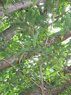 Description de l'image Lindera erythrocarpa2.jpg.