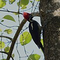 Lineated woodpecker (Dryocopus lineatus), Veracruz, Mex. (2014).