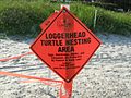 Loggerhead Nesting Area in Sea Pines Resort