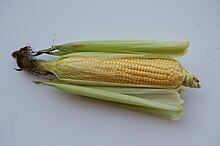 corn (Zea mays)