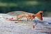 Mantispidae fg1.jpg