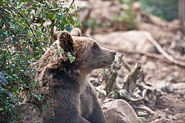Brun bjørn i Kuterevo bjørneasyl