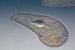 Blepharisma japonicum, a free-living ciliated protozoan Mikrofoto.de-Blepharisma japonicum 15.jpg