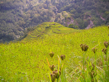 Millet fields in Annapurna.png