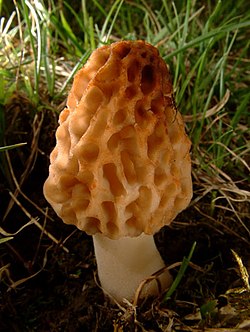 Spiselig morkel (Morchella esculenta)