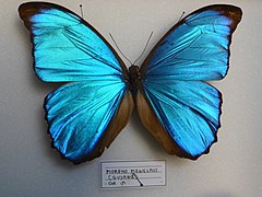 Morpho menelaus (mâle) de Guyane